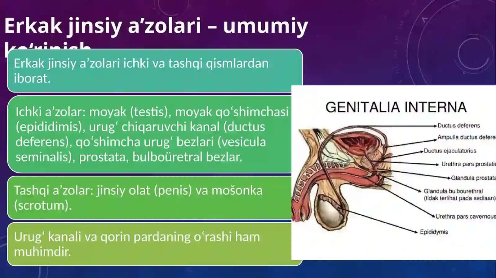 Erkaklar jinsiy sistemasi anatomiyasi 2