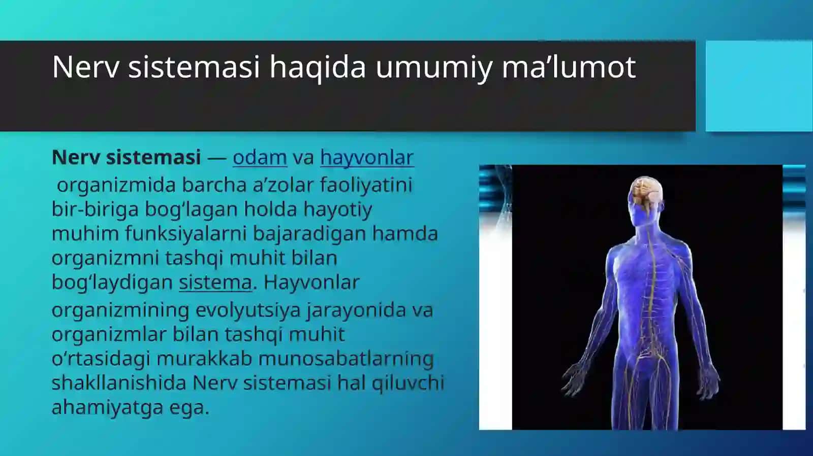 Nervsistemasining tuzilishi 2