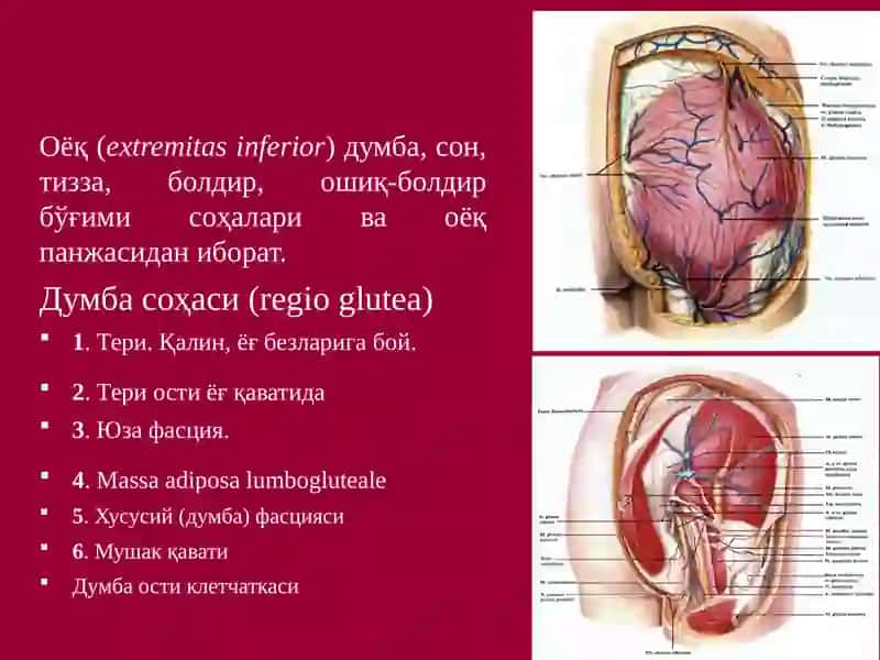 ОЁҚНИНГ ТОПОГРАФИК АНАТОМИЯСИ 2