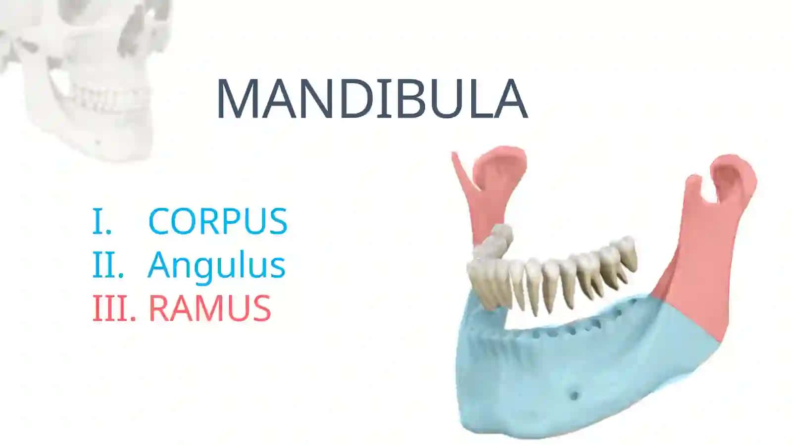 MANDIBULA 2