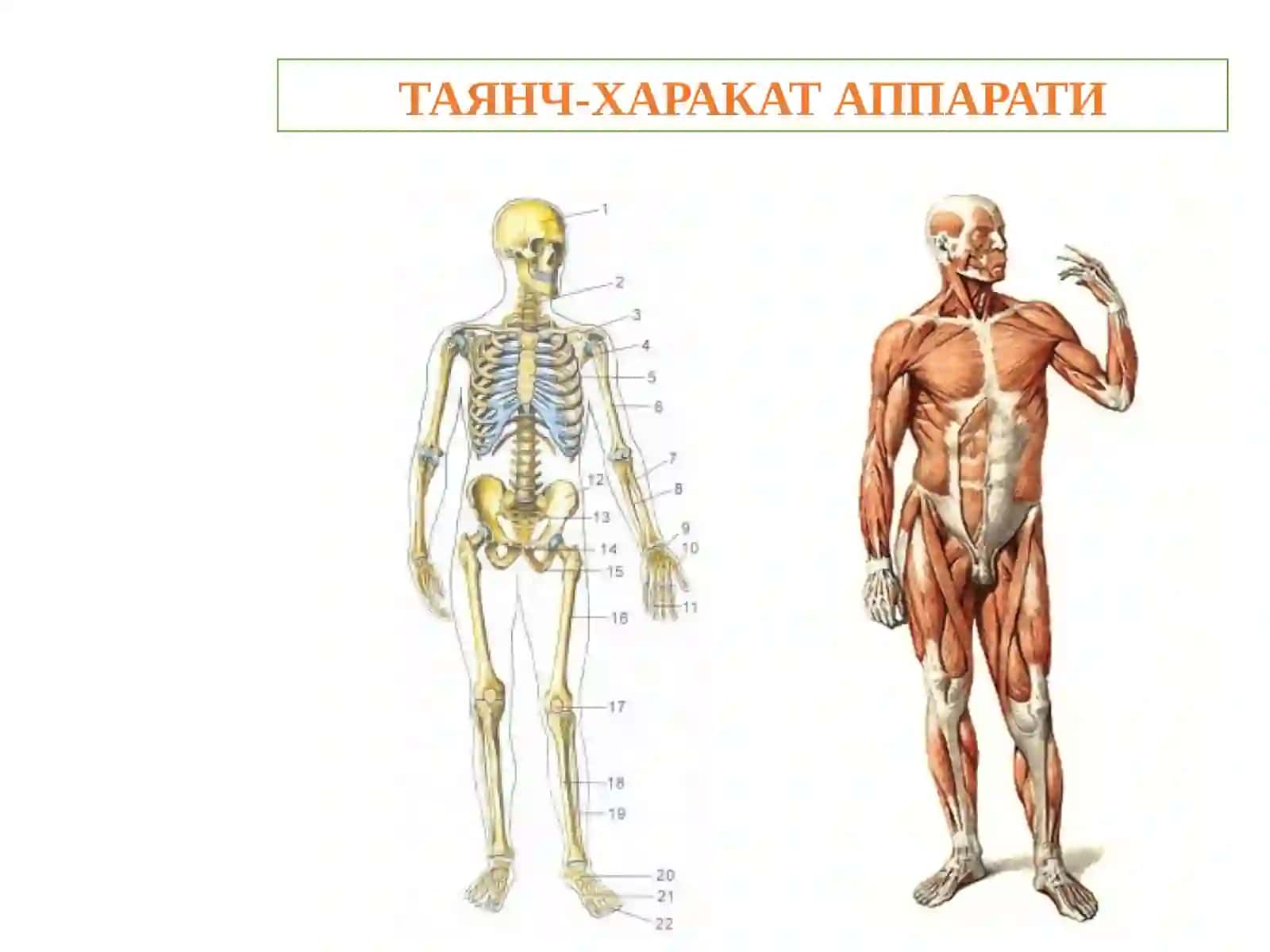 ОСТЕОЛОГИЯ 2