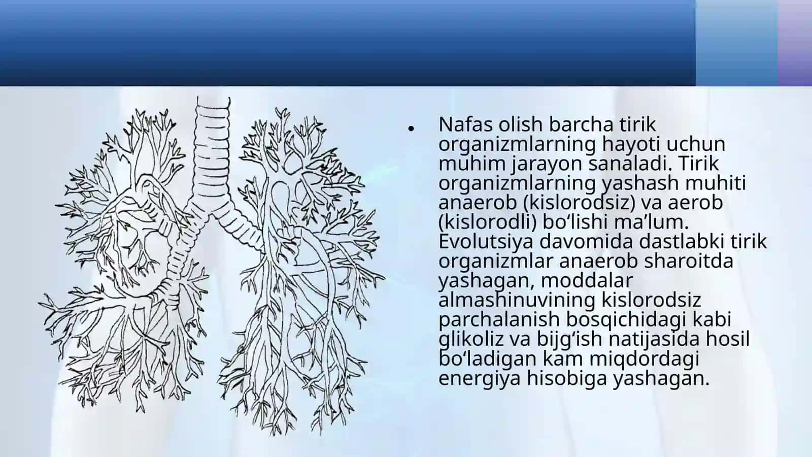 Nafaslash organlarining evolutsiyasi 2