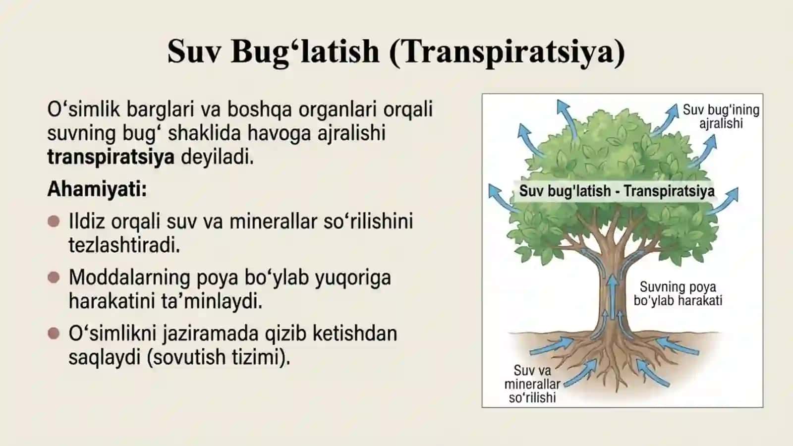 O'simliklarning suv bug'latishi va ekologik guruhlari 2
