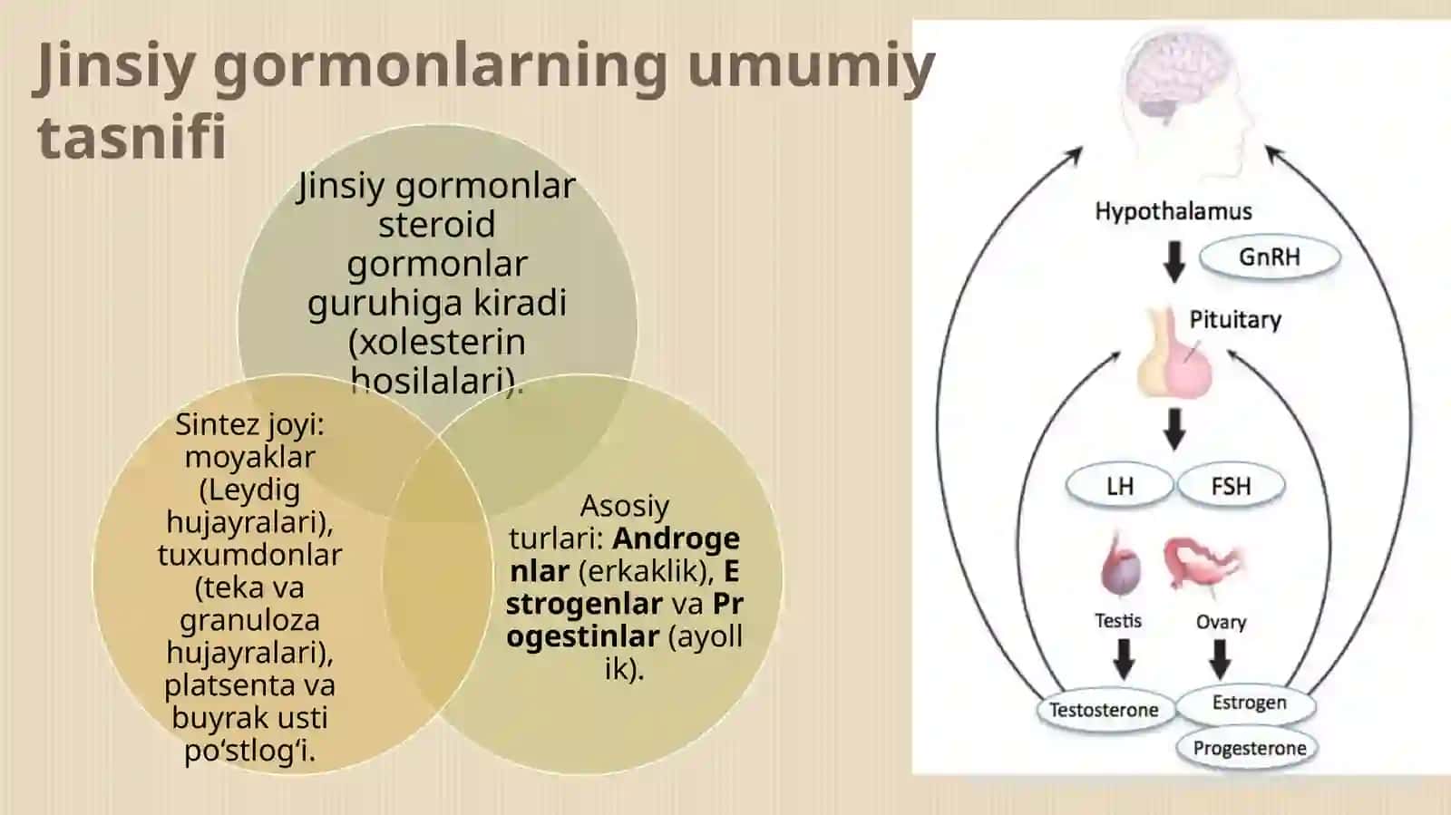 Jinsiy gormonlar. Qalqonsimon bez gormonlari 2