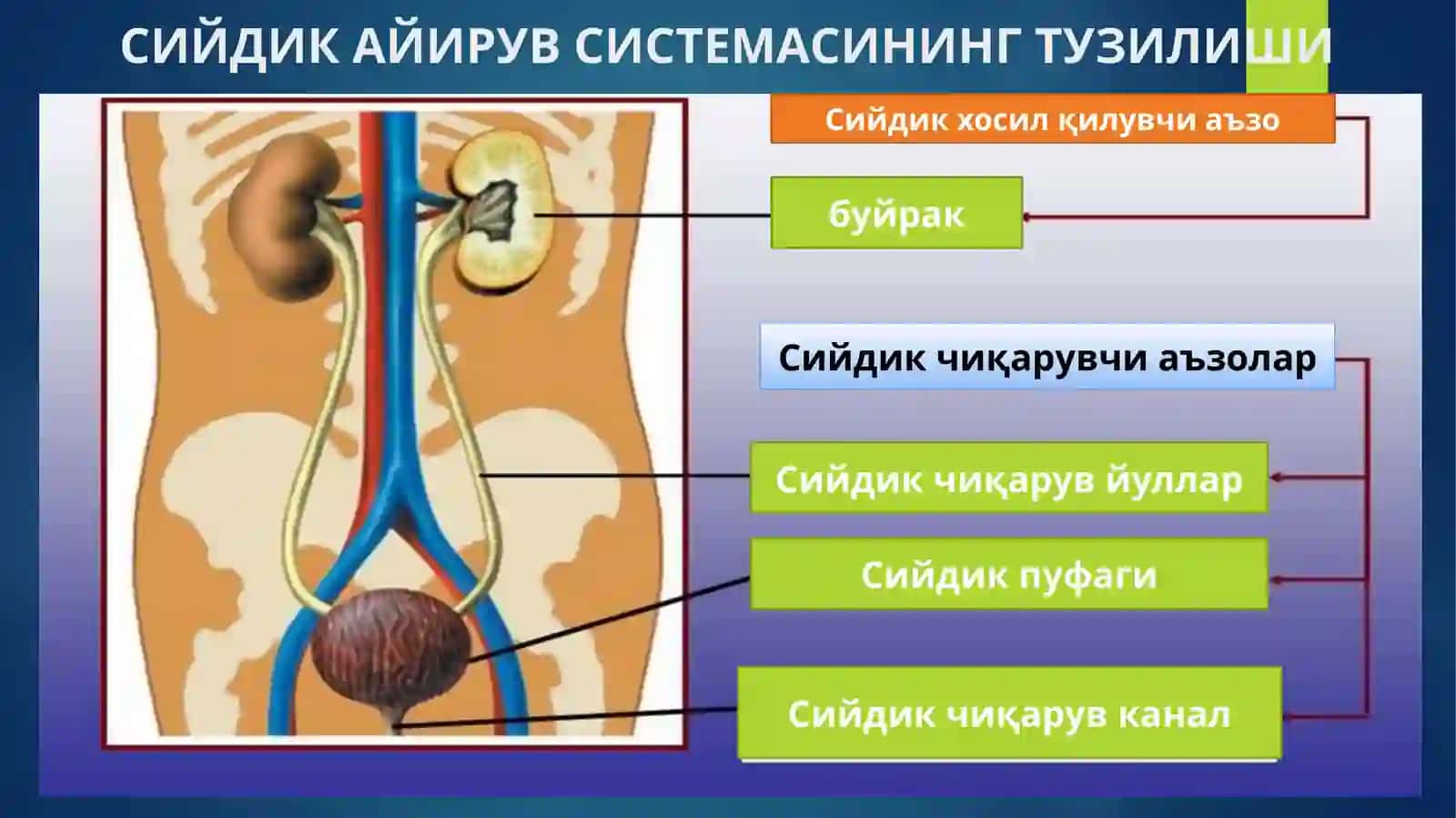 ЭРКАКЛАР ЖИНСИЙ ТИЗИМИ 2