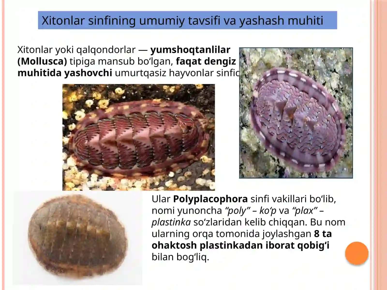 Xitonlar(qalqondorlar) sinfi 2