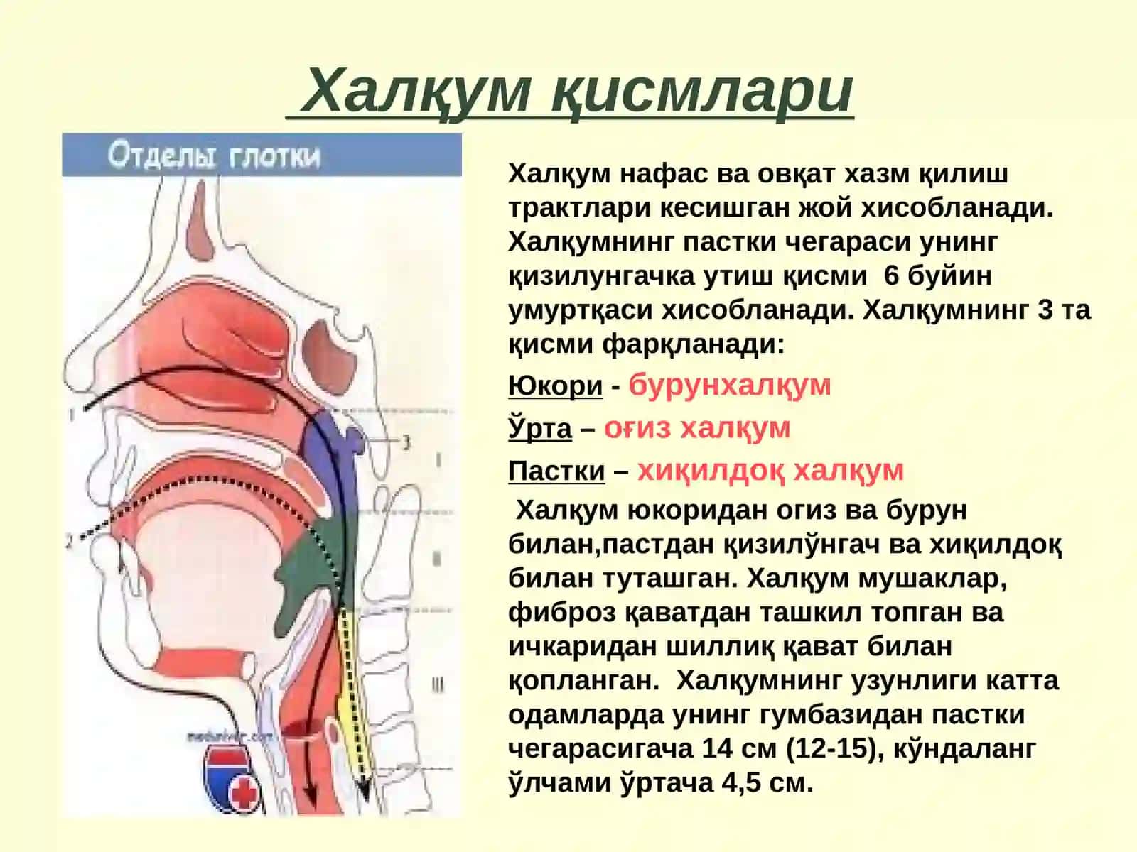 Халкумнинг уткир ва сурункали касалликлари 2