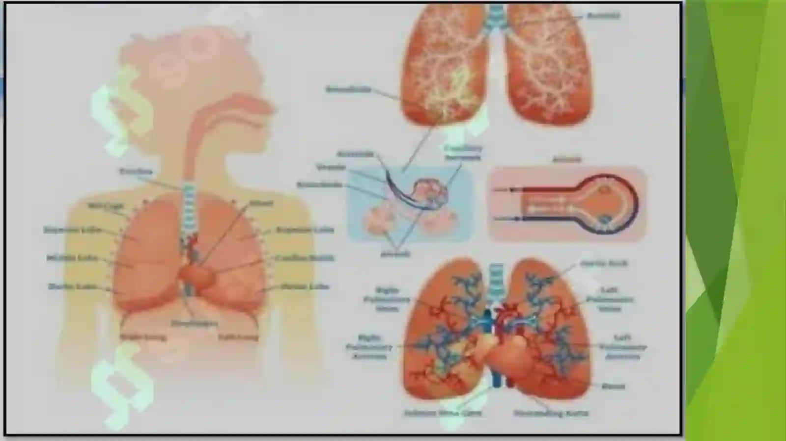 O'pkaning metabolik tavsifi va uning buzilishlari 2