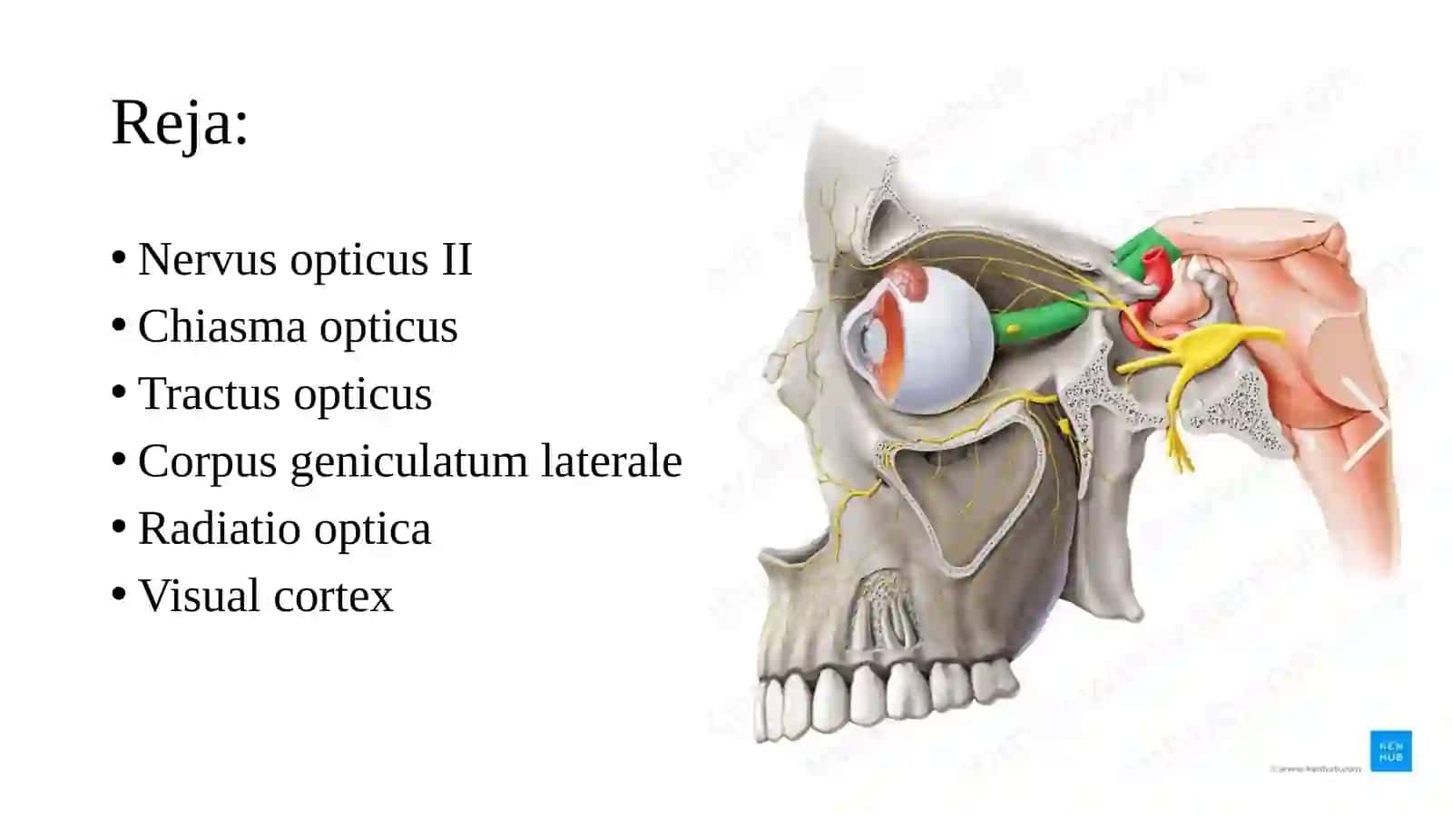 Ko'ruv yo'li anatomiyasi(Anatomy of vision pathways) 2