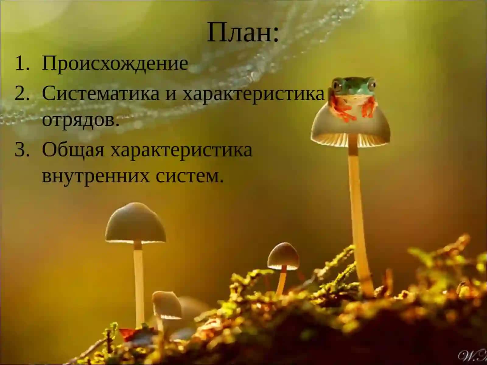 ЗЕМНОВОДНЫЕ 2