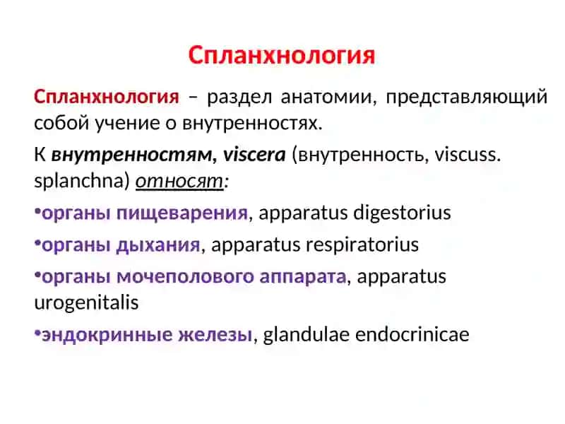 ОБЩАЯ СПЛАНХНОЛОГИЯ 2