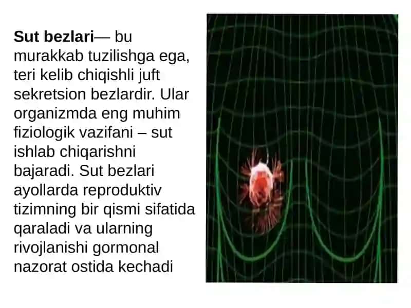 Sut bezi gistologiyasi 2