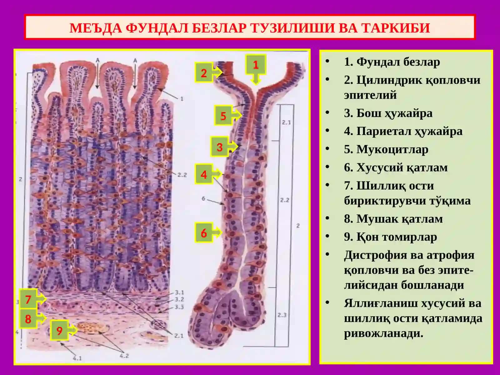 Меъда-ичак касалликлари 2