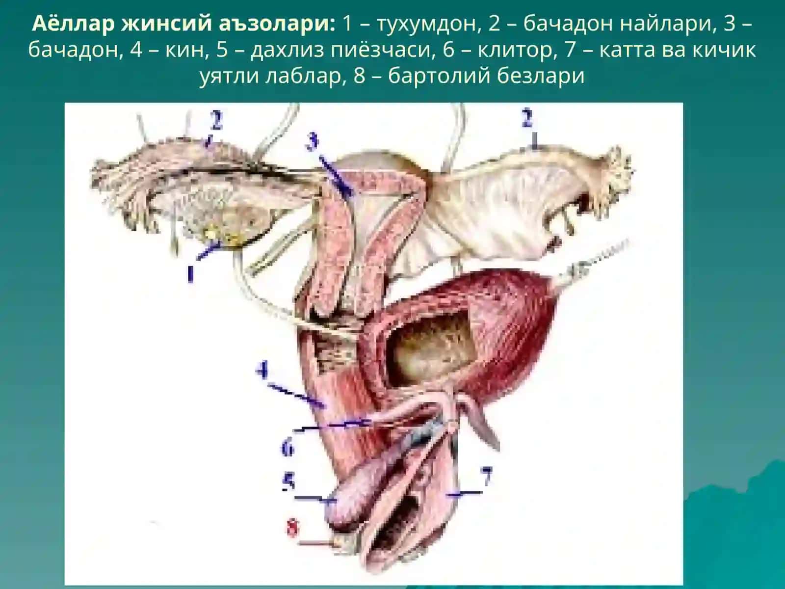Аёллар Жинсий Системаси 2