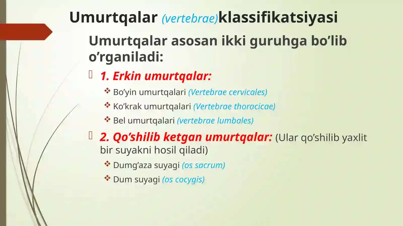 Umurtqalar ANATOMIYASI 2