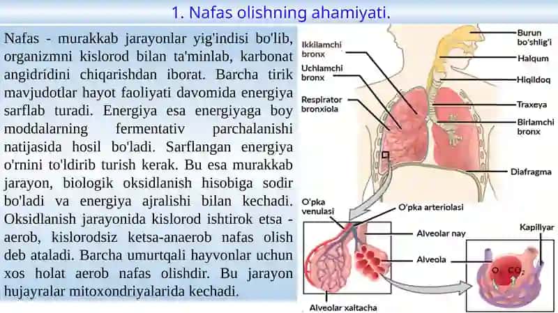 Nafas olishning ahamiyati 2