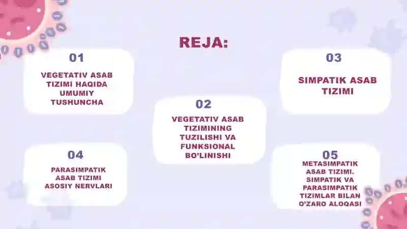 Vegetativ nerv sistemasi 2