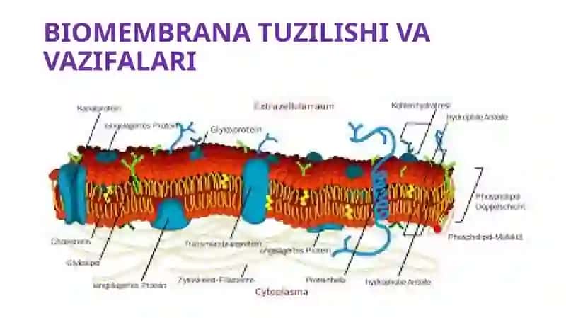 Membranalar buzilishlari 2