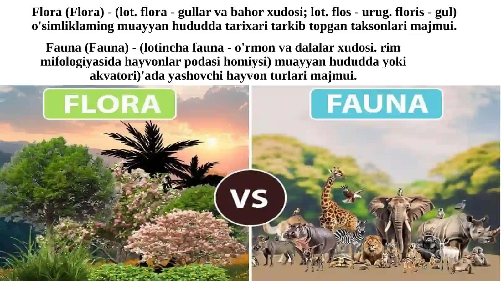 O'simliklar va hayvonot dunyosi. Taqdimot 2