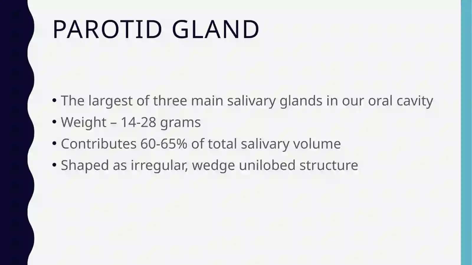 Parotid gland anatomy 2