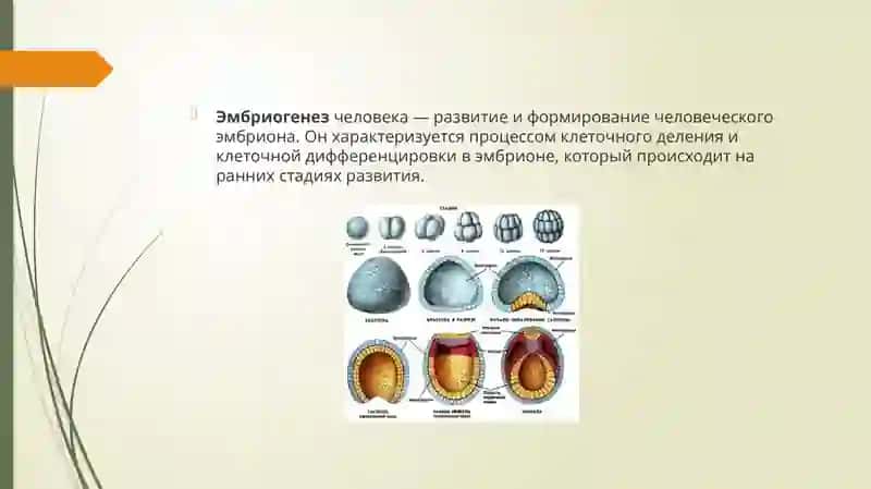 Периоды эмбриогенеза 2