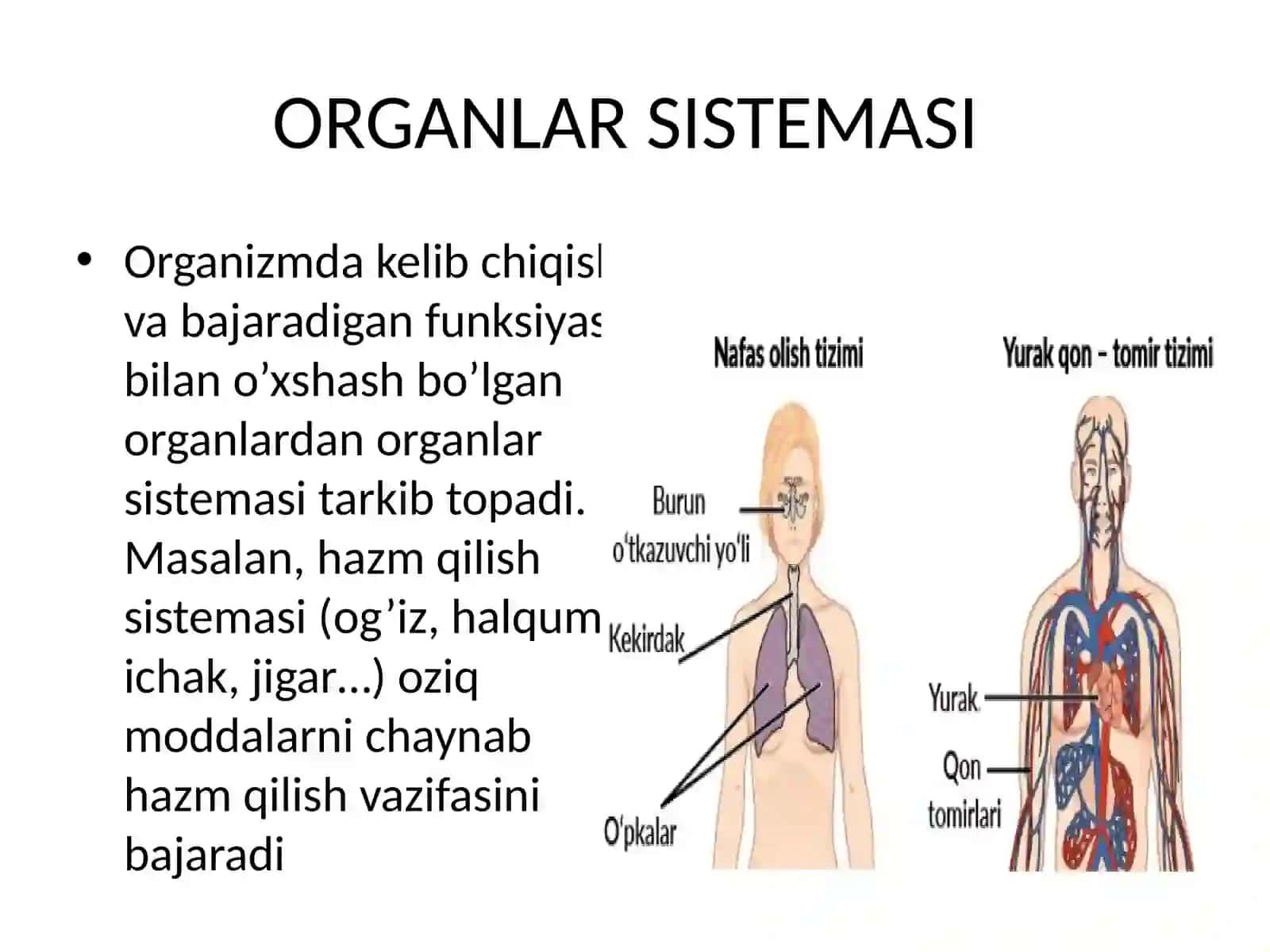 Organlar sistemasining rivojlanishi 2