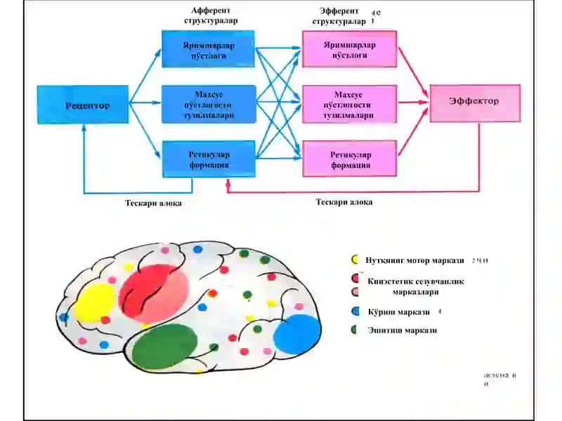 Кўзнинг тузилиши 2