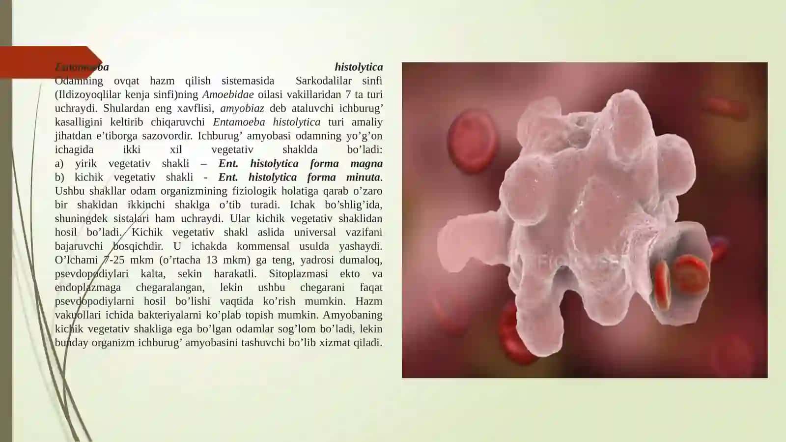 Entamoeba histolytica 2