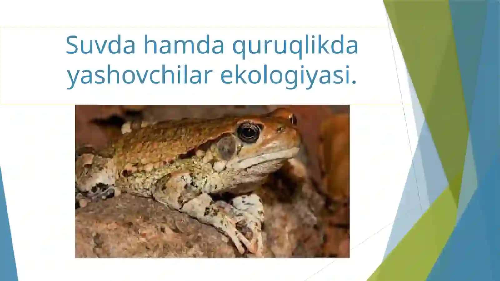 Amfibiyalar hayot shakli 2