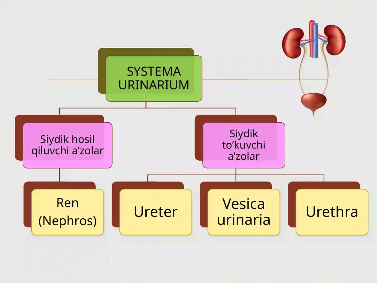 Systemaurinarium 2