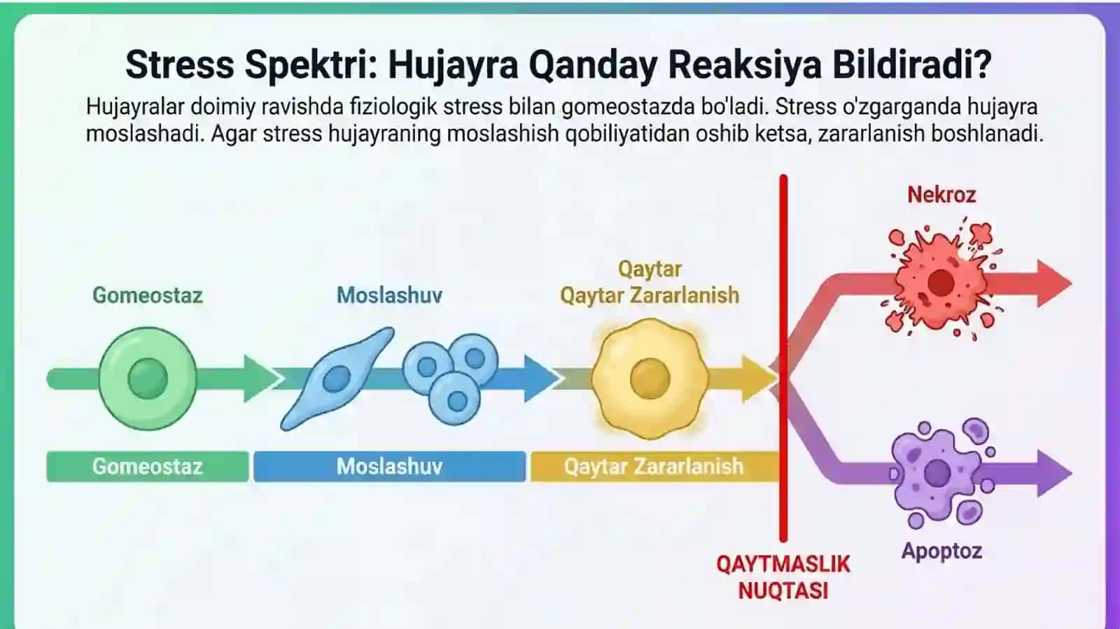 O'sish moslashuvlari, hujayra shikastlanishi va o'limi 2