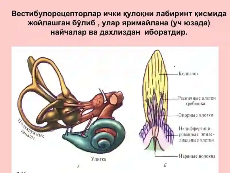 Вестибуляр анализатор 2