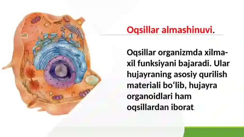 Oqsillar almashinuvi 2