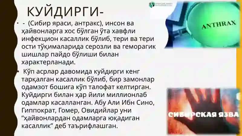 Куйдирги(сибиряраси) 2