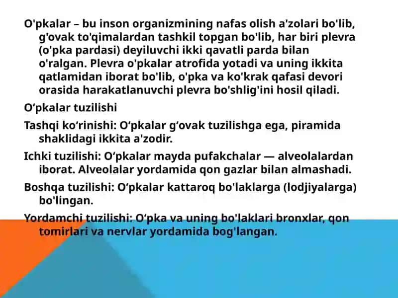 O’pkalar va plevra pardasining tuzilishi 2