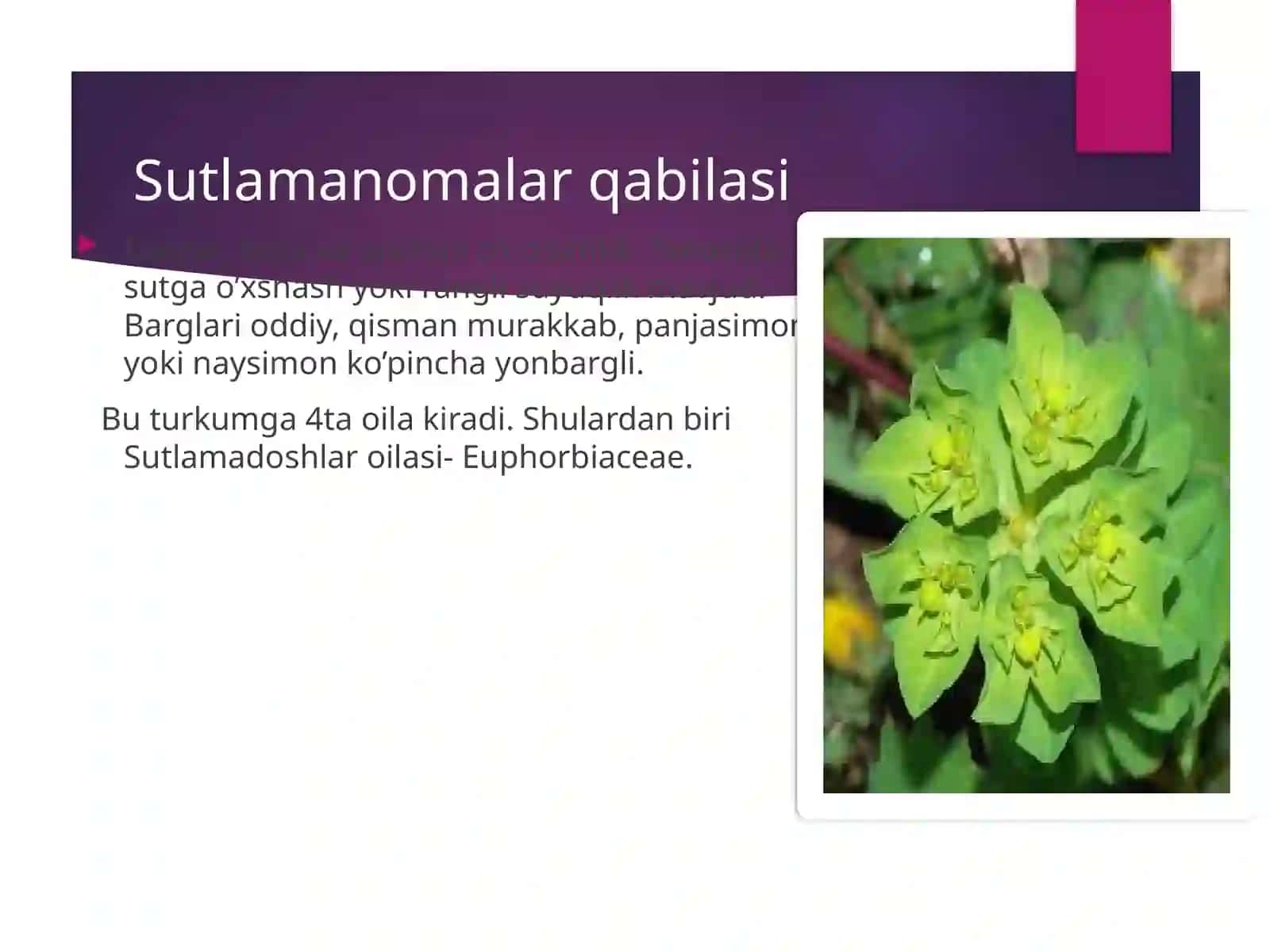 Sutlamanamolar qabilasi 2