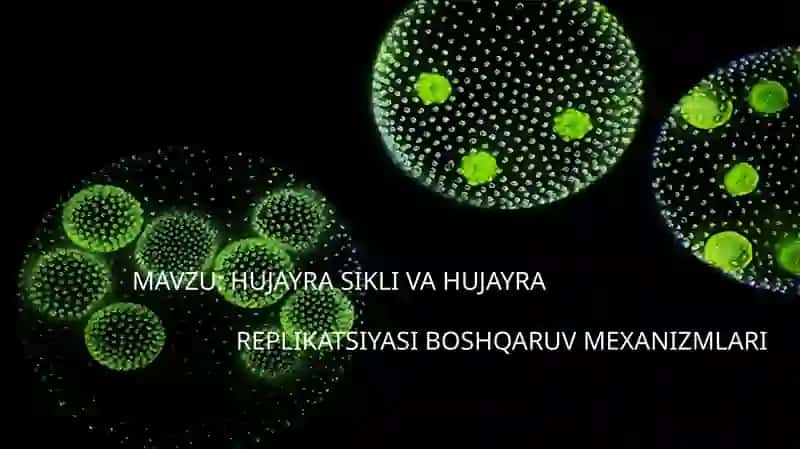 Hujayra sikli 2