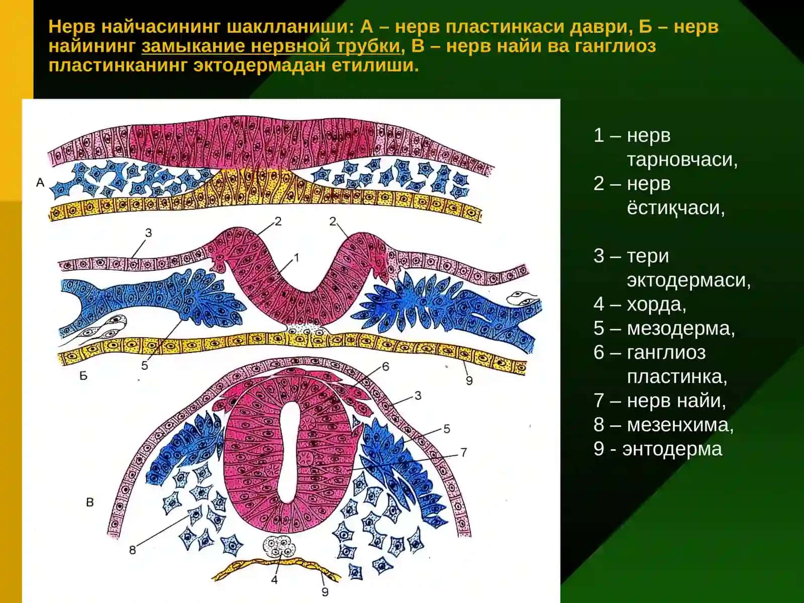 Нервтўқимаси 2
