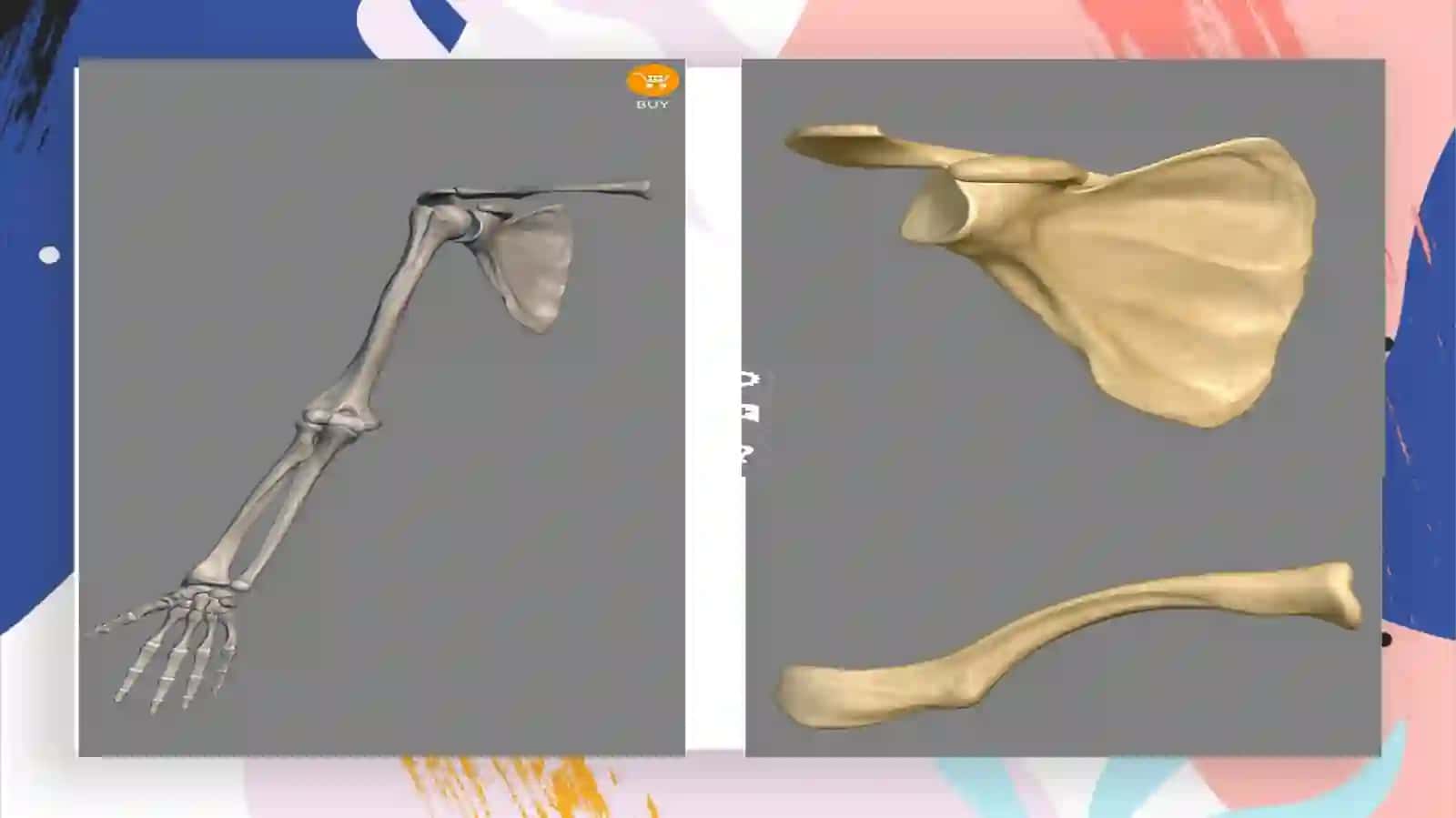 Yelka suyagi (humerus) 2