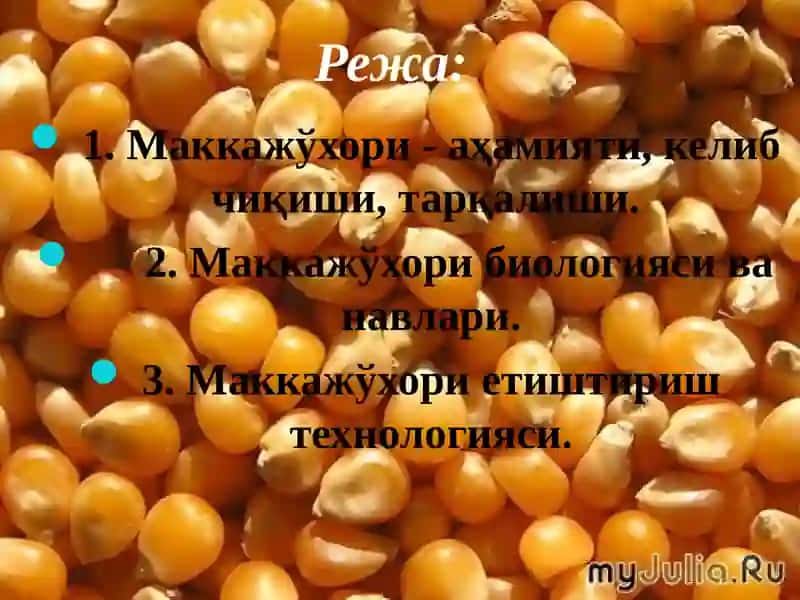 МАККАЖЎХОРИ АҲАМИЯТИ, БИОЛОГИЯСИ ВА ЕТИШТИРИШ ТЕХНОЛОГИЯСИ 2
