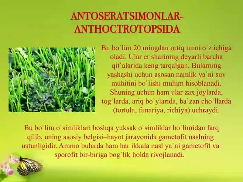 Yo`sin toifa o`simliklar sinfi 2