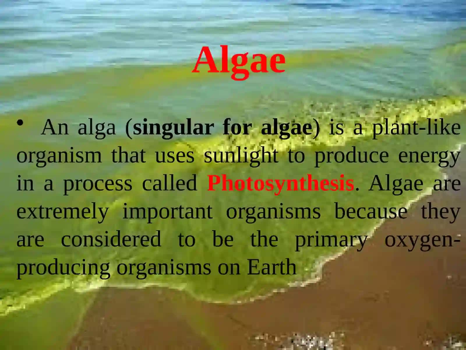 Algae 2