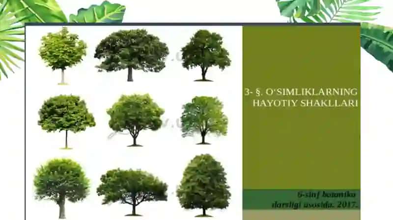 O‘SIMLIKLARNING HAYOTIY SHAKLLARI 2