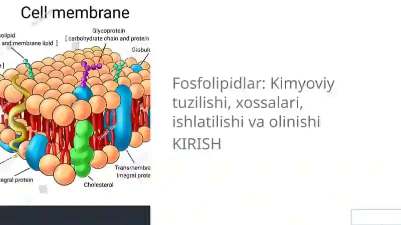 Fosfolipidlar 2