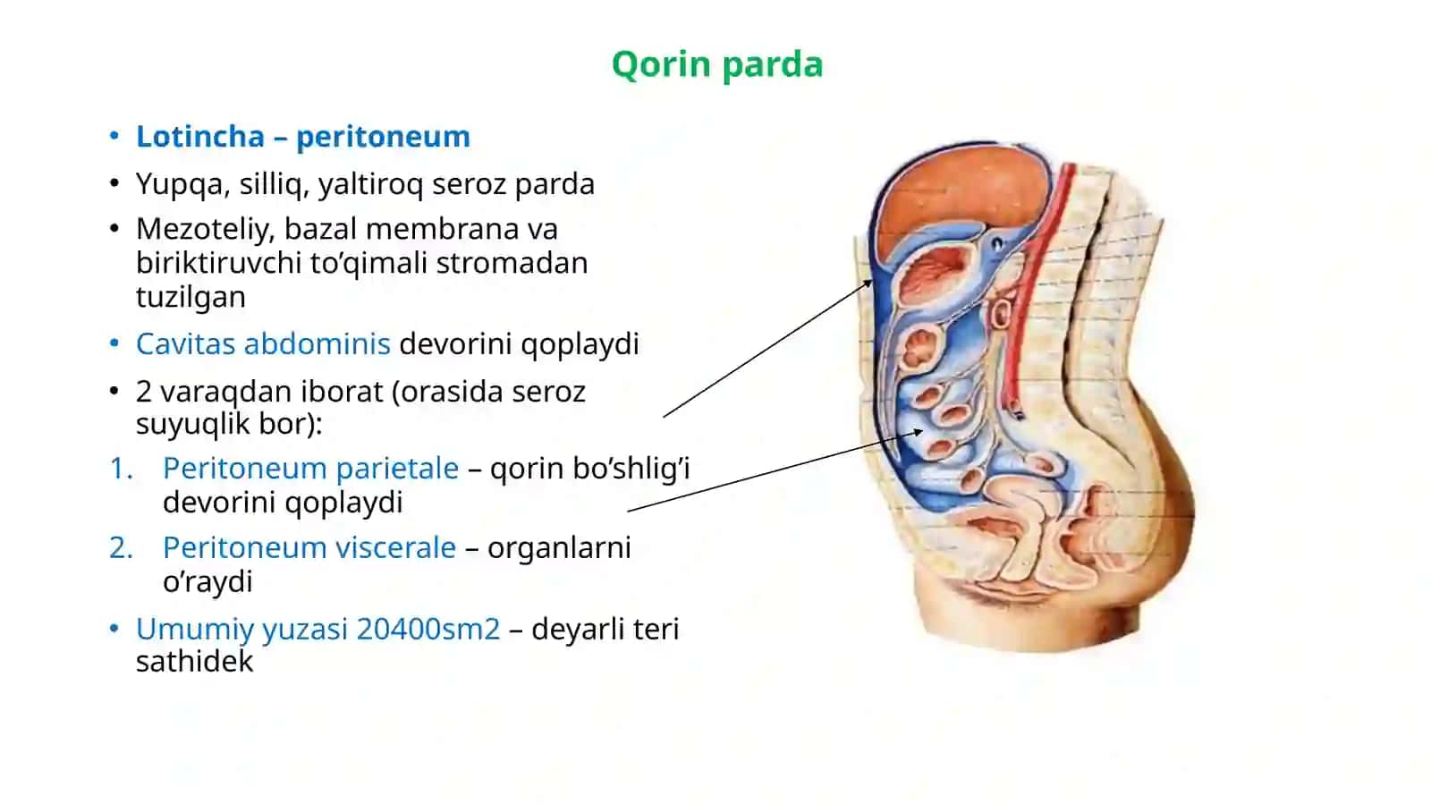 Qorinpardaanatomiyasi 2