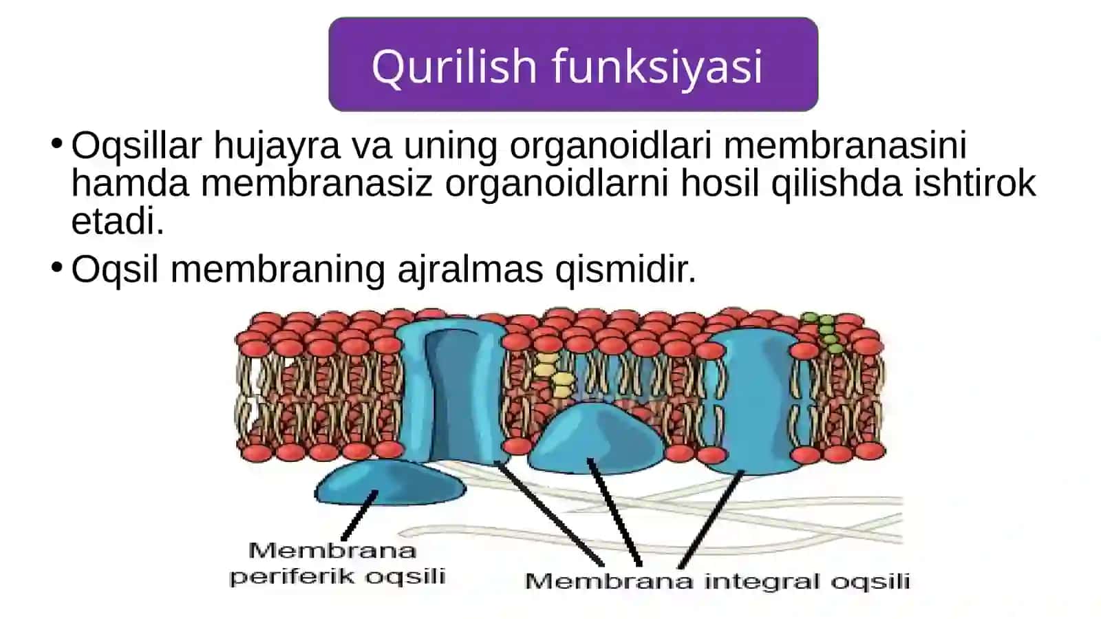 Oqsillarning funksiyasi 2