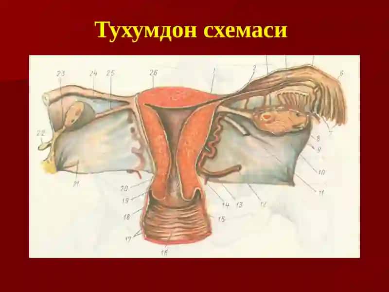Тухумдон киста ва кистомалари 2