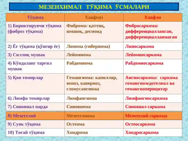 Мезенхима 2