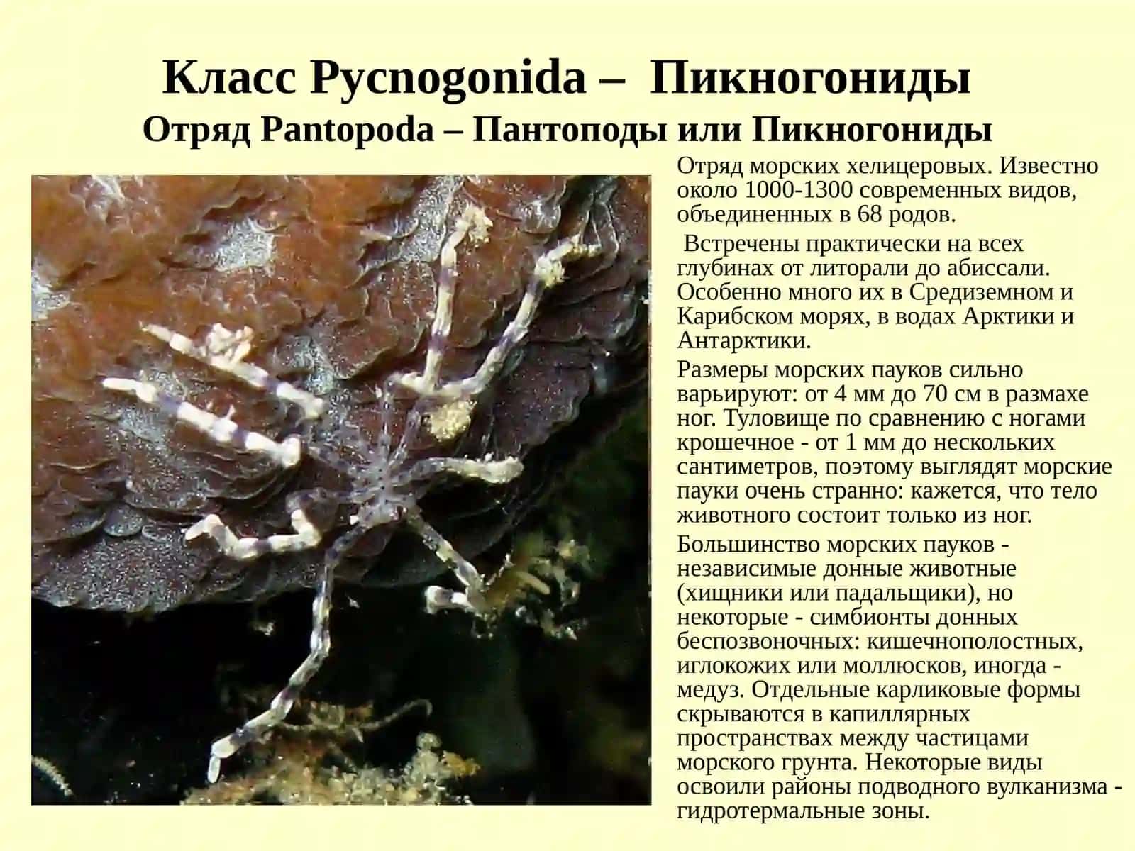 МОРСКИЕ ПАУКИ 2