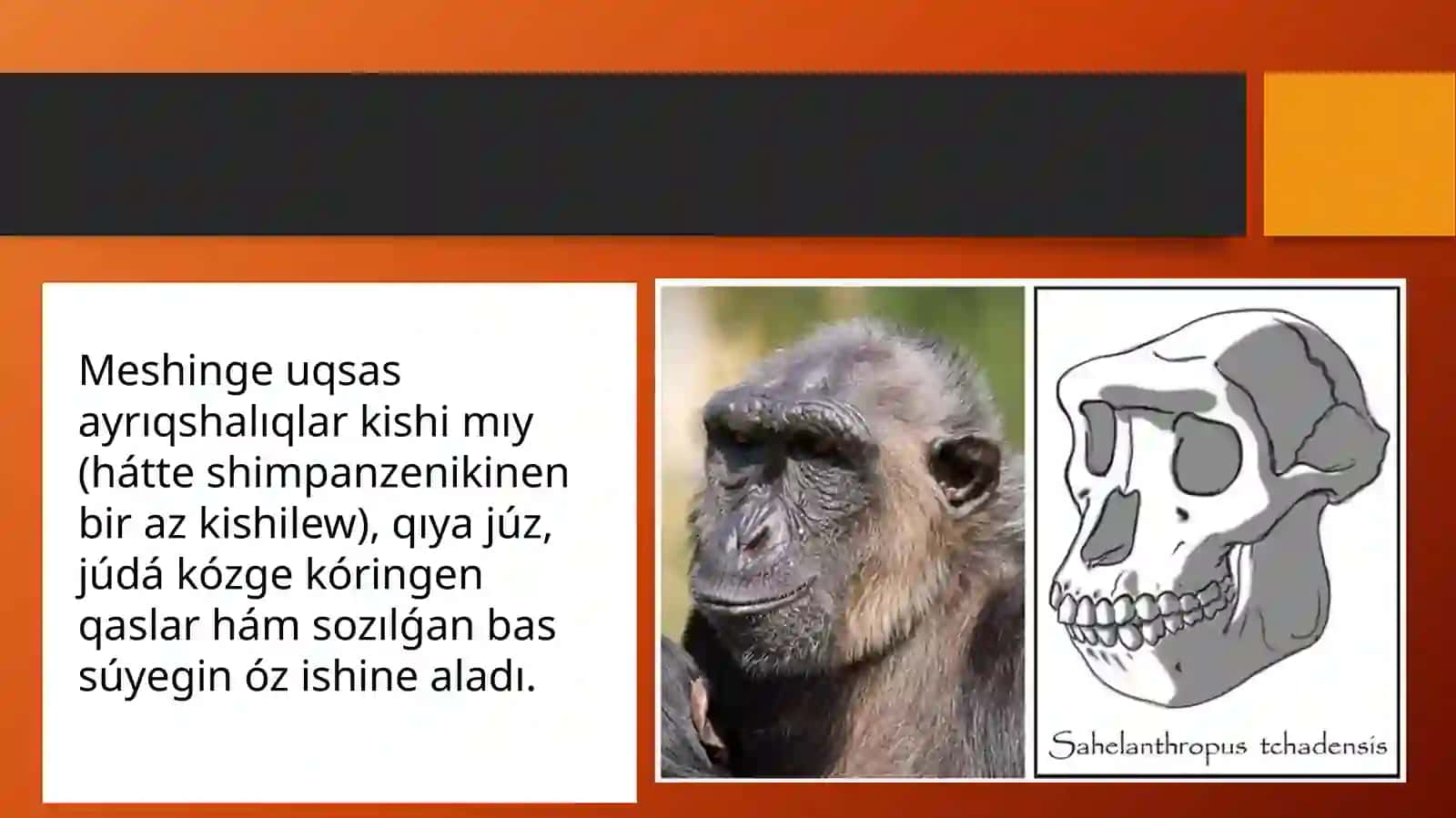 Sahelantrop Chadenis adaminiń ata-babalari 2